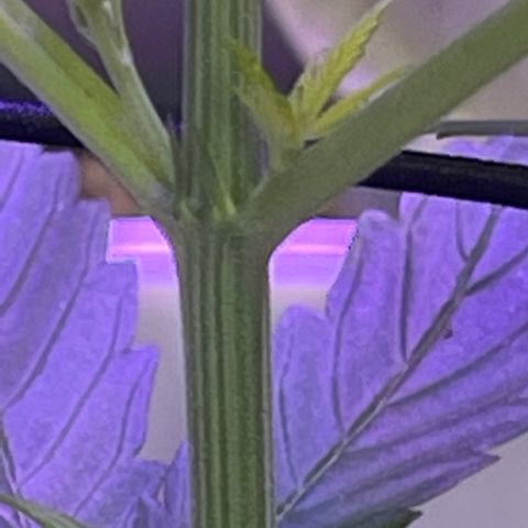 Ozzy growlog timeline photo