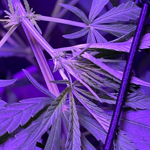 Ozzy growlog timeline photo