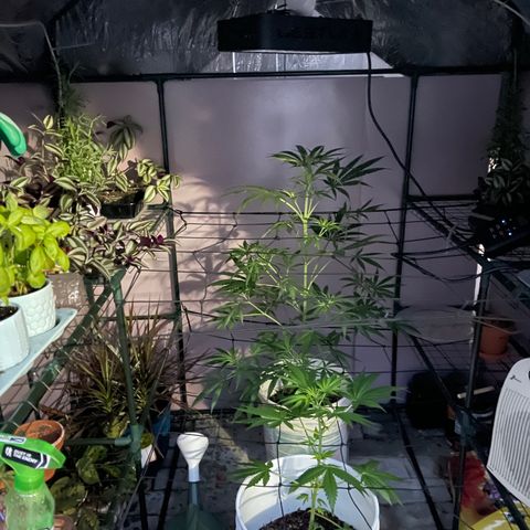 Ozzy growlog timeline photo