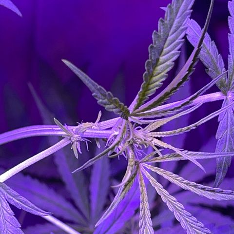 Ozzy growlog timeline photo