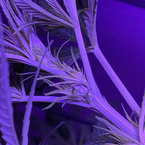 Ozzy growlog timeline photo