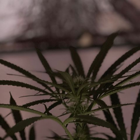 Ozzy growlog timeline photo