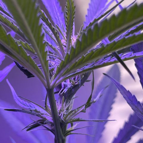 Ozzy growlog timeline photo