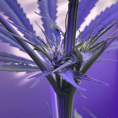Ozzy growlog timeline photo