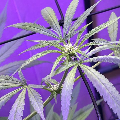 Ozzy growlog timeline photo