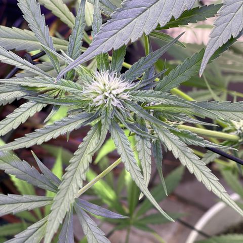 Ozzy growlog timeline photo