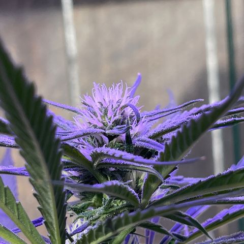 Ozzy growlog timeline photo