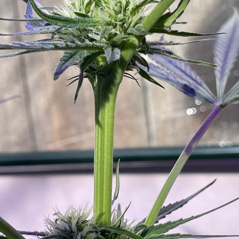 Ozzy growlog timeline photo