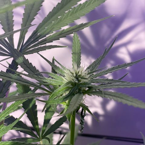 Ozzy growlog timeline photo
