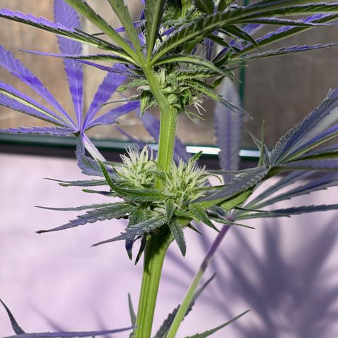 Ozzy growlog timeline photo