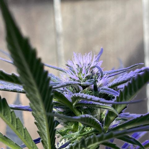 Ozzy growlog timeline photo