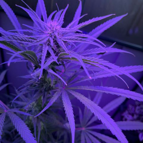 Ozzy growlog timeline photo