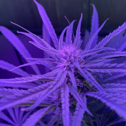 Ozzy growlog timeline photo