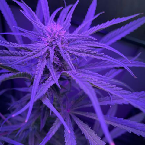 Ozzy growlog timeline photo