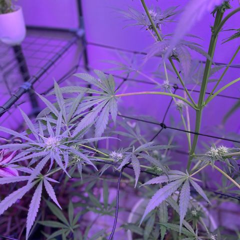 Ozzy growlog timeline photo