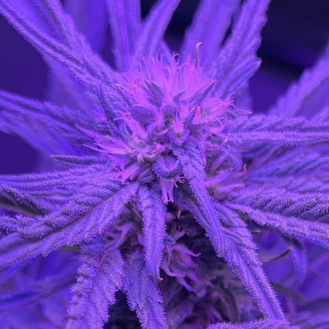 Ozzy growlog timeline photo