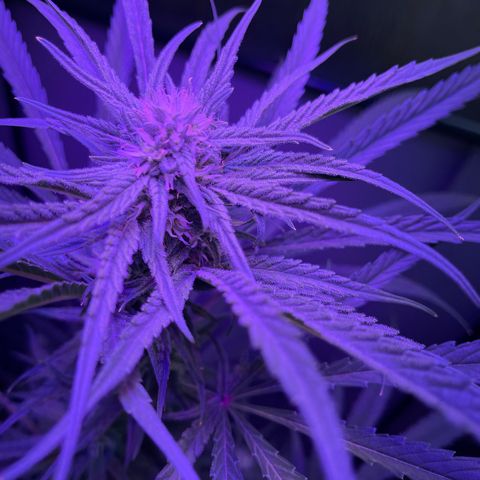 Ozzy growlog timeline photo
