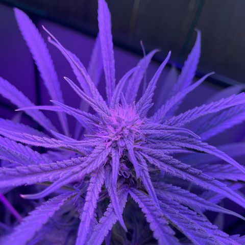 Ozzy growlog timeline photo