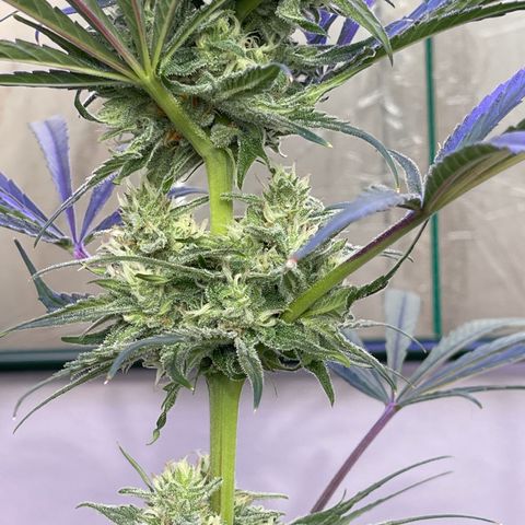 Ozzy growlog timeline photo