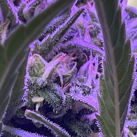 Ozzy growlog timeline photo