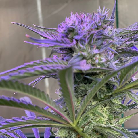 Ozzy growlog timeline photo