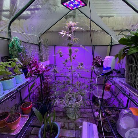 Ozzy growlog timeline photo