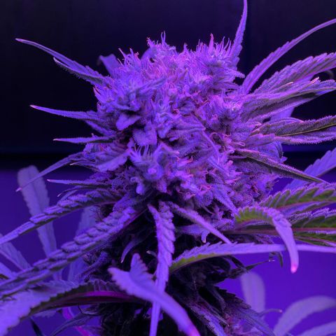 Ozzy growlog timeline photo