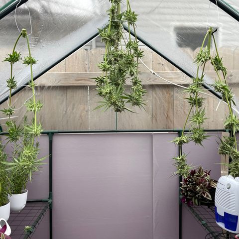Ozzy growlog timeline photo