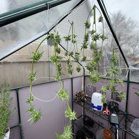 Ozzy growlog timeline photo