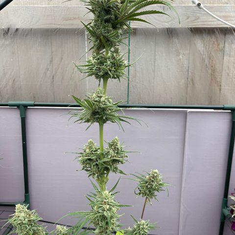 Ozzy growlog timeline photo