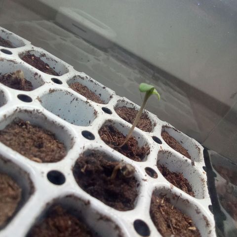 Bob  growlog timeline photo