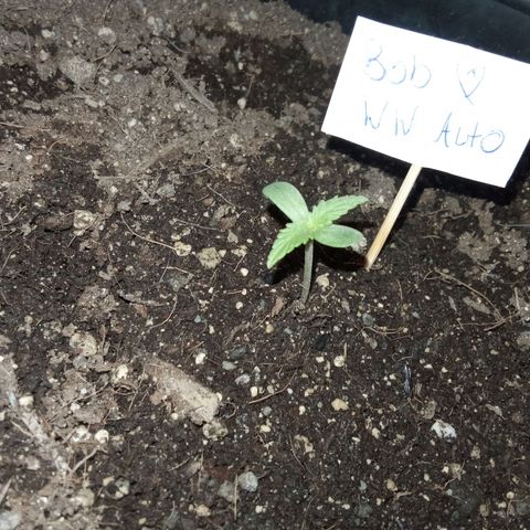 Bob  growlog timeline photo