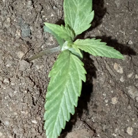 Bob  growlog timeline photo