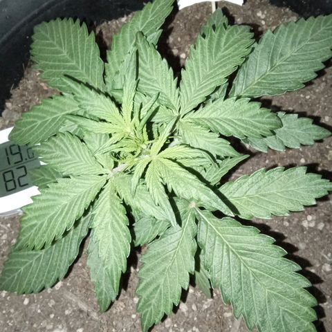 Bob  growlog timeline photo