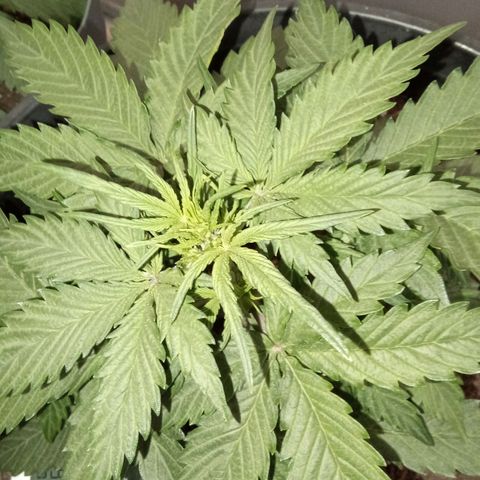Bob  growlog timeline photo