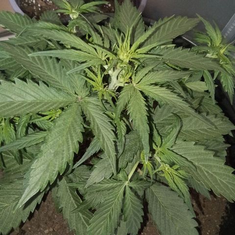 Bob  growlog timeline photo