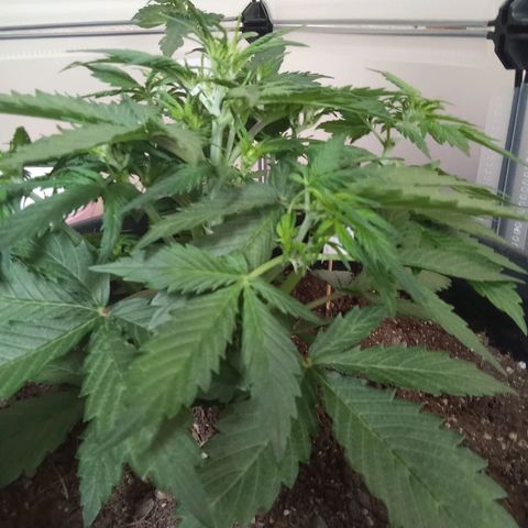 Bob  growlog timeline photo