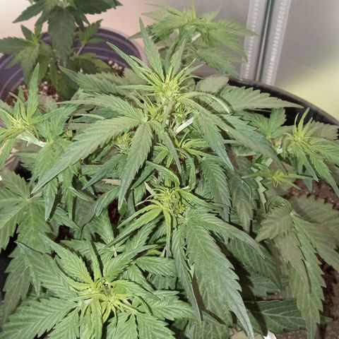 Bob  growlog timeline photo