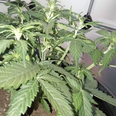 Bob  growlog timeline photo
