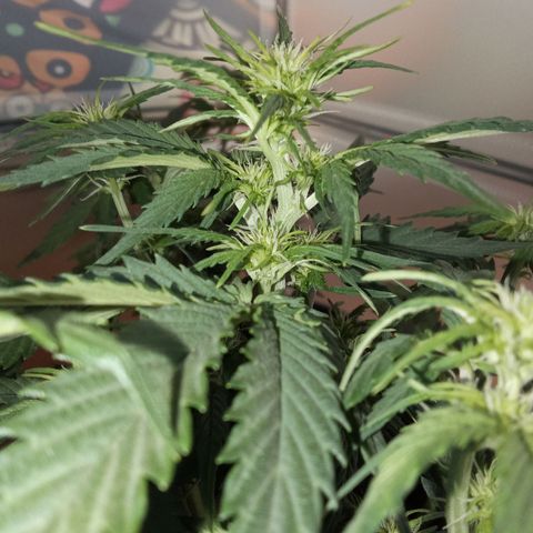 Bob  growlog timeline photo
