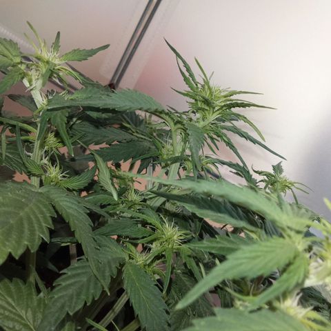 Bob  growlog timeline photo