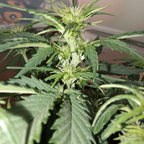 Bob  growlog timeline photo
