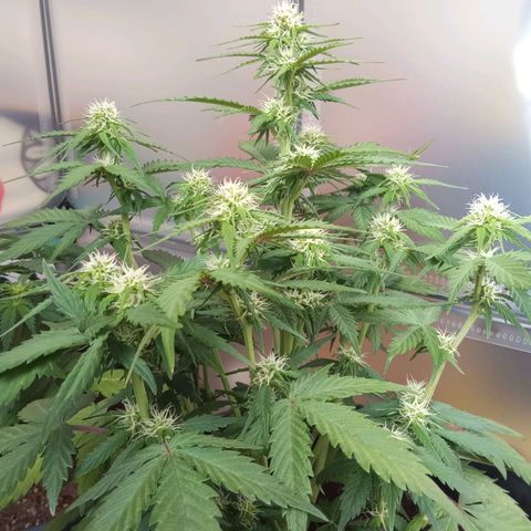 Bob  growlog timeline photo
