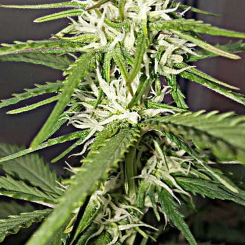 Bob  growlog timeline photo
