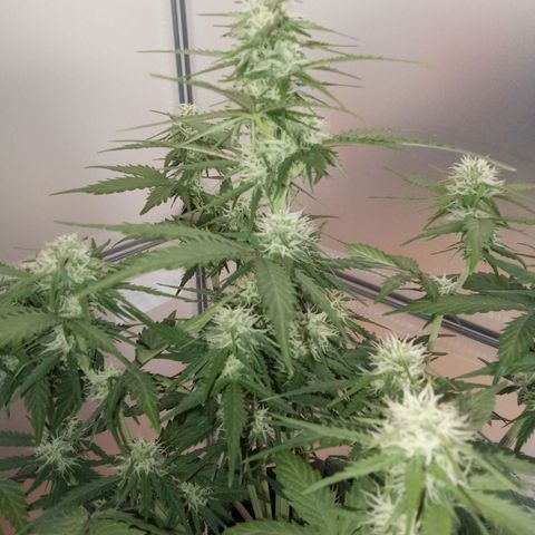 Bob  growlog timeline photo