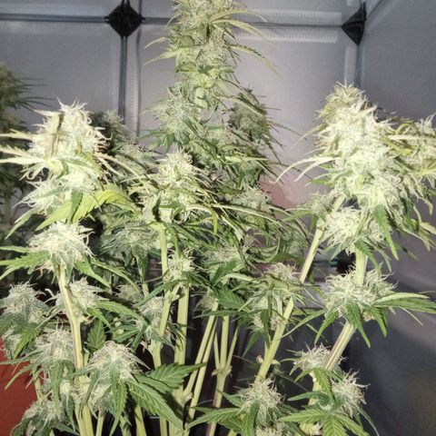 Bob  growlog timeline photo