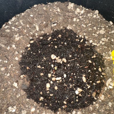TheeThee #1 growlog photo: Heute Früh geschlüpft