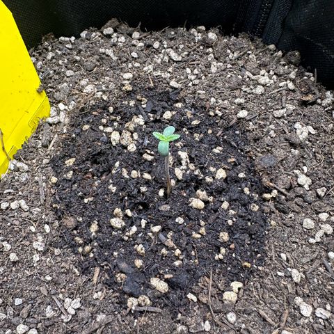 TheeThee #1 growlog timeline photo