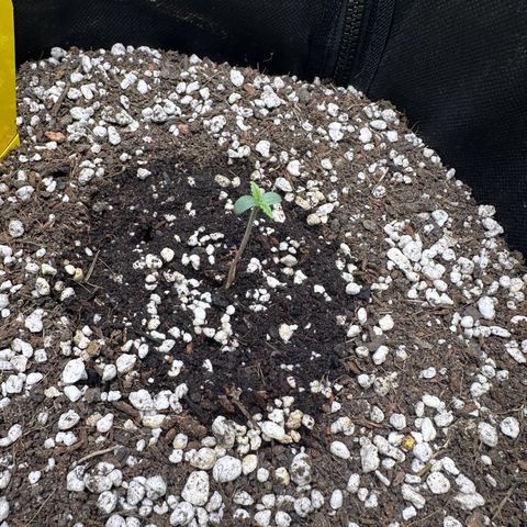 TheeThee #1 growlog timeline photo