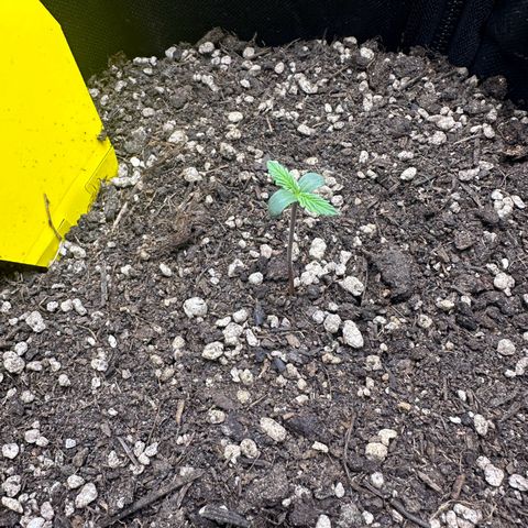 TheeThee #1 growlog timeline photo